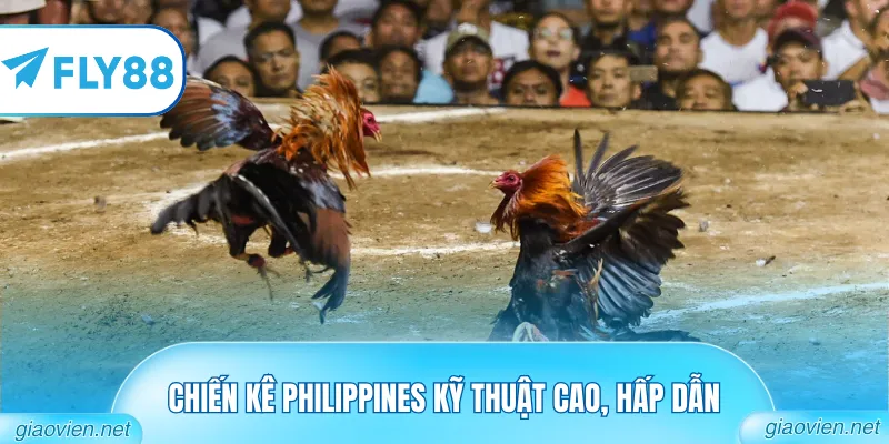 Đá Gà Cựa Dao Philippines Hôm Nay Với Chiến Kê Dũng Mãnh 3 Chiến kê Philippines kỹ thuật cao, hấp dẫn