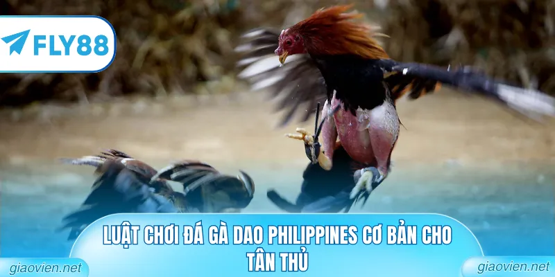 Đá Gà Cựa Dao Philippines Hôm Nay Với Chiến Kê Dũng Mãnh 1 Luật chơi đá gà cựa dao Philippines cơ bản cho tân thủ