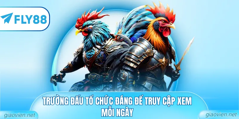 Đá Gà C2 C3 C4 Hôm Nay Từ Những Bồ Gà Uy Tín Nhất Khu Vực 2 Trường đấu tổ chức đáng để truy cập xem mỗi ngày